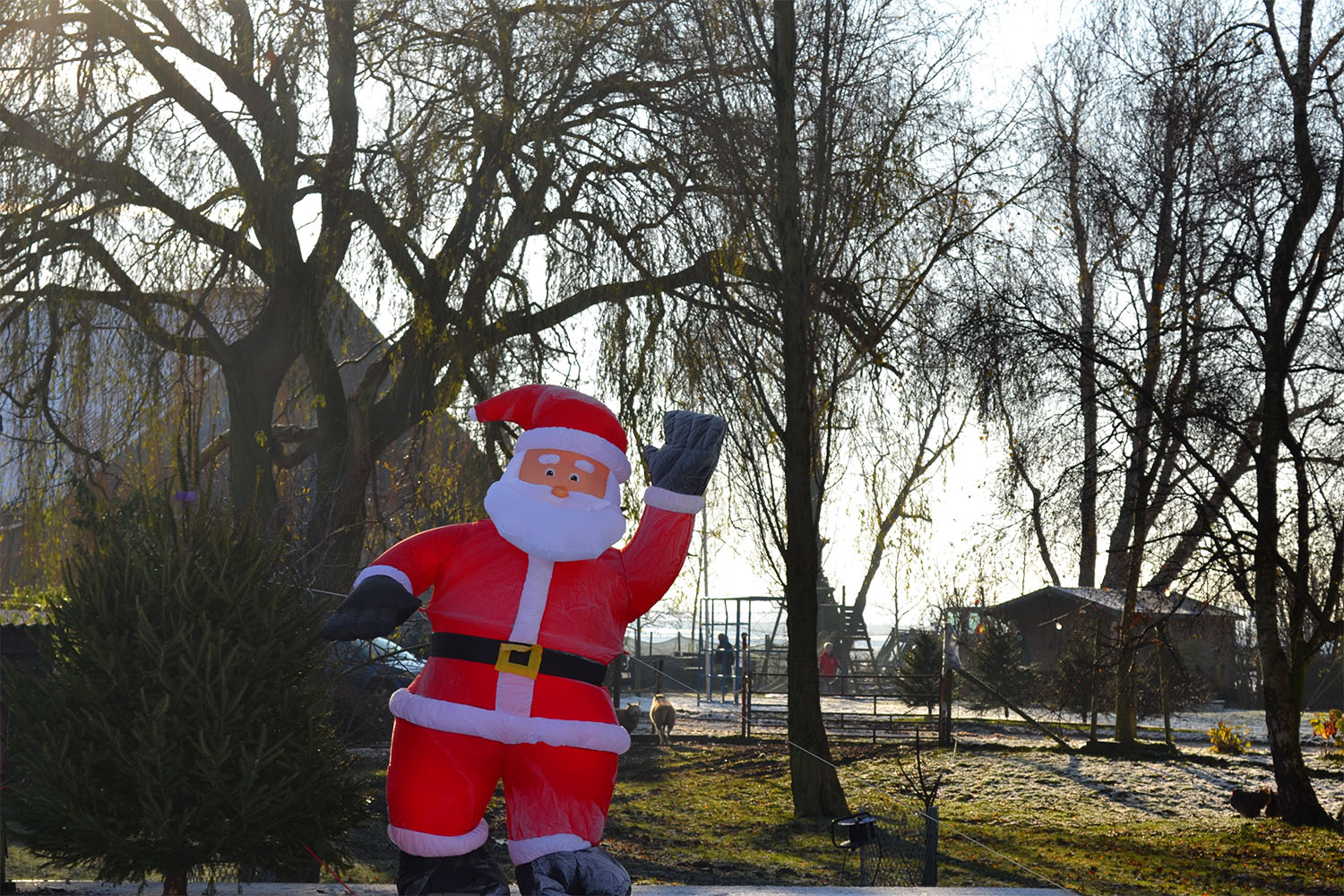 Nordmann Excellent kerstbomen Lisse