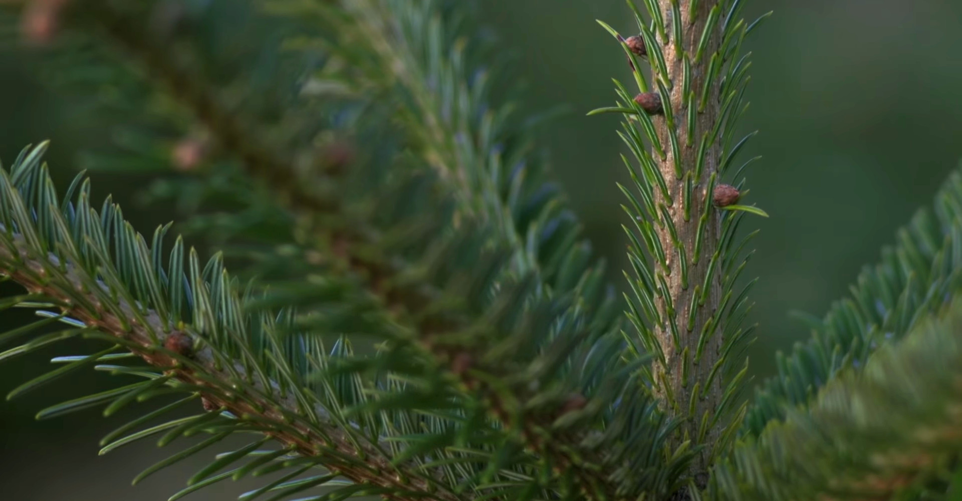 De mooiste Nordmann Excellent kerstbomen in Lisse vanaf € 15,-